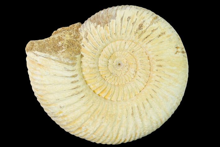 Jurassic Ammonite (Perisphinctes) Fossil - Madagascar #140403